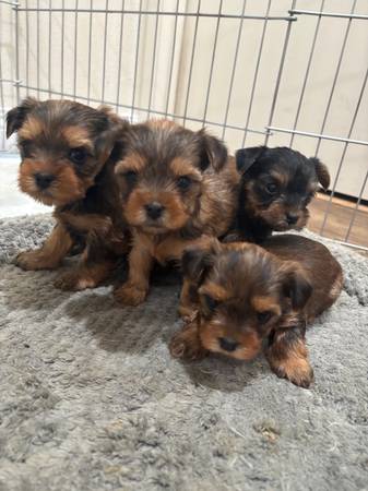 Yorkies 1
