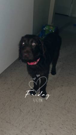 Labradoodle565391760808355843