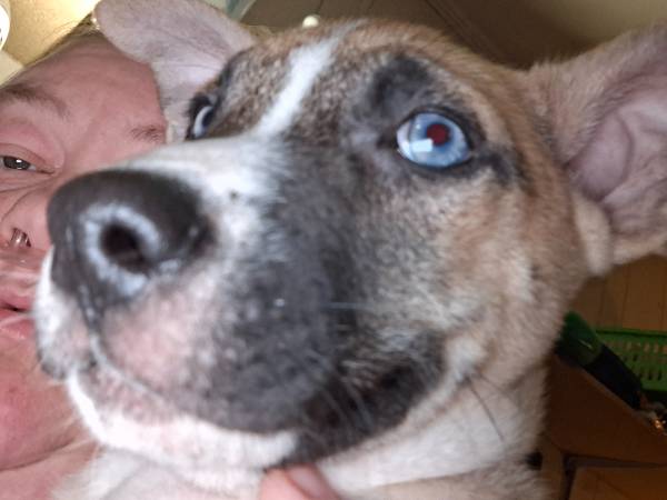 PITSKY PUPS se aplica tarifa de reubicación (Maple Hill)63619037366913122