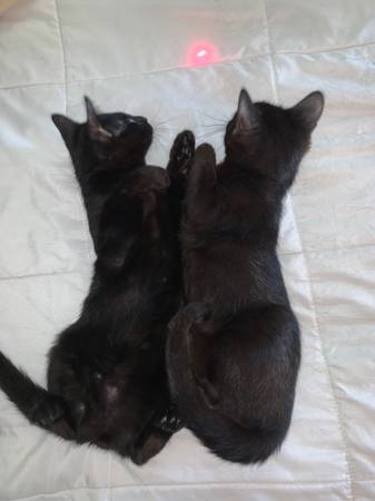 2 Sweet Black Kittens Looking for a Loving Home – Small Rehoming Fee (Port Saint Lucie)63851503924355122