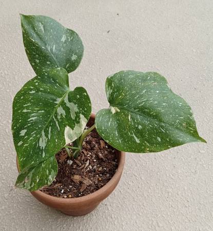 Monstera Thai Constellation House Plant 1