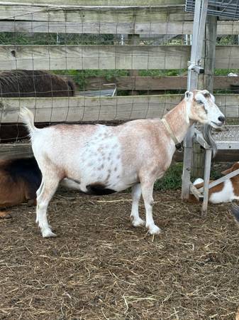 Pregnant mini lamancha doe 1