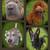 $1200 SPECIAL BOARD AND TRAIN DOG OBEDIENCE###  OFF LEASH ! 4 thumbnail