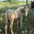 Red Mare and Palomino Colt 1 thumbnail