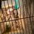 Button Quails 1 thumbnail