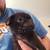 4 baby black pugs 3 thumbnail