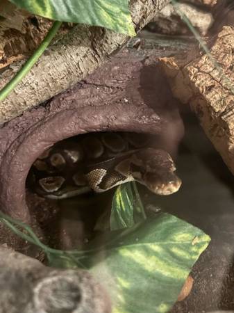 Ball python - with everything you need 1