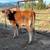 Jersey Heifer 3 thumbnail