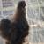 Silkie 7 thumbnail