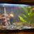 10 Gallon Aquarium 1 thumbnail