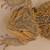 Bearded dragon with setup. 2 thumbnail