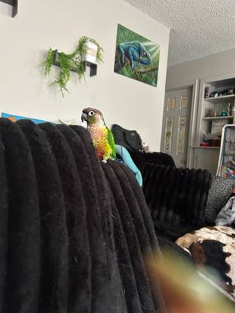 Green cheek conure 1
