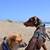 Reliable Dog Walker in Marin County --Jorge Walking Dogs 1 thumbnail