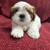 Pure bred shih tzu puppies 5 thumbnail