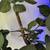 Faux 6' Fiddle Leaf Fig Tree in Woven Basket 5 thumbnail