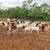 Boer Goat Commercial Seedstock Operation 9 thumbnail