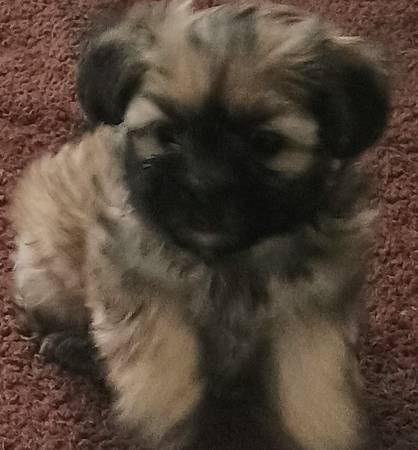 Mal-Shi Puppies 8 weeks old (Lilburn)63881506385153123