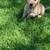 Beautiful golden retriever 1 thumbnail