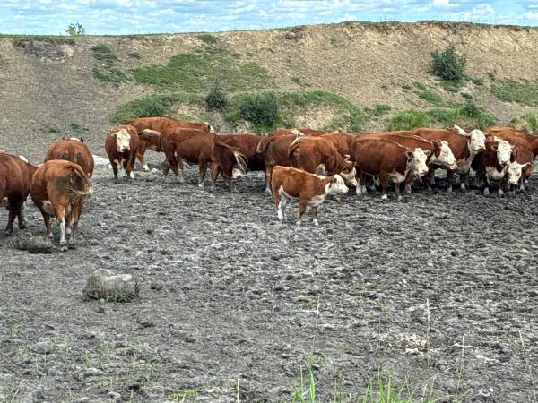 Nice starter herd 1