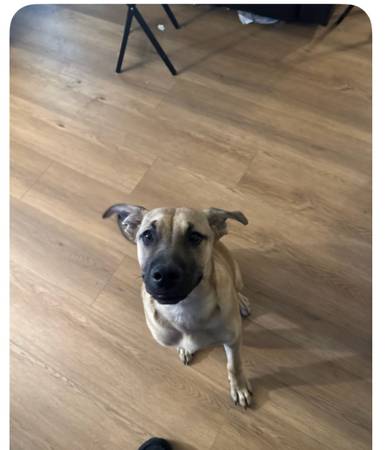 Cachorro de 5 meses (Fairfield)593774665249607682