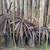 various trees and plants for sale 2 thumbnail