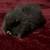Lionhead Rabbits 2 thumbnail