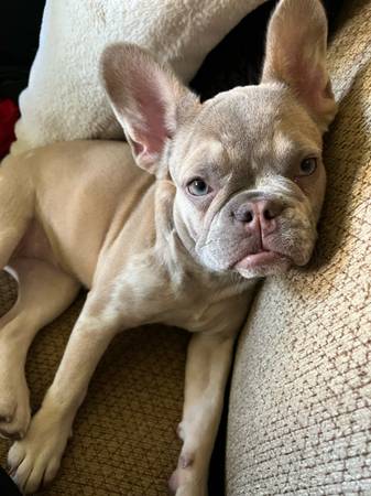 Hembra francesa de un año (Las Vegas)63860184686465120