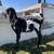 Goats Nubian Bucklings 3 thumbnail