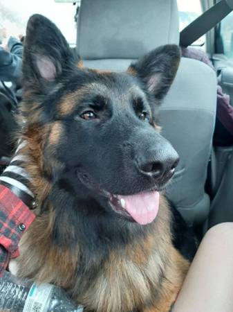 MISSING German Shepherd! (Ponderay)63970072565122120