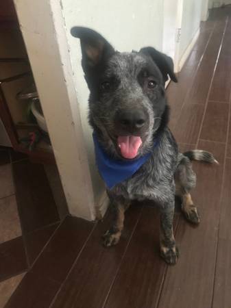 Rehoming Blue Heeler 1
