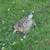 LOST!! RUSSIAN TORTOISE 1 thumbnail