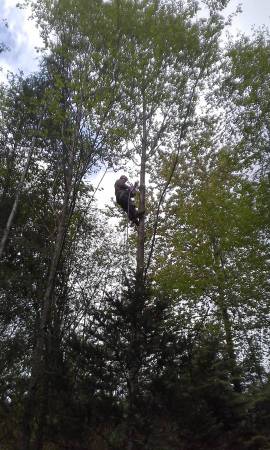 TOTAL PRO TREE SERVICE 1