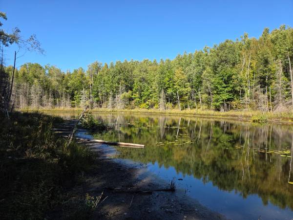 $54.900 Cinco acres arbolados, estanque y acceso al Bosque Nacional (Crandon)