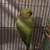 2 Psittacula krameri 1 thumbnail