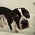 re-homing my family dog 1 thumbnail