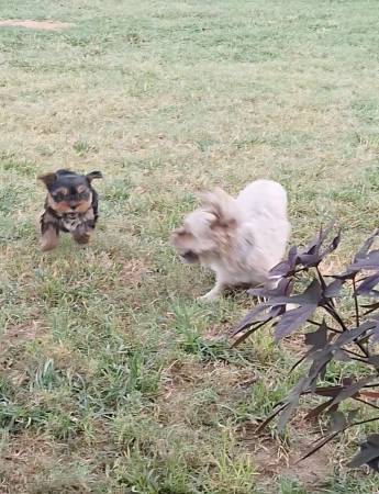 Cachorros Shorkie (Cameron)63839343313153123