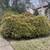 Smith's Tree Service. And stump removal. Land clearing . 3 thumbnail