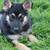 German Shepherd 4 thumbnail