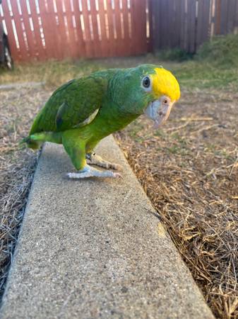 Double yellow head amazon (San Diego)64297350558977120