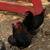Chickens 5 thumbnail