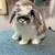 Holland Lop Rabbits 12 thumbnail