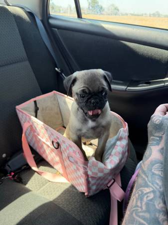 Pug 1