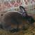 mini rex rabbits 9 thumbnail