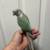 Green cheek conure 1 thumbnail