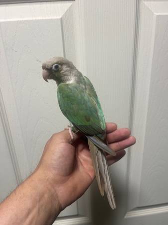 Green cheek conure 1