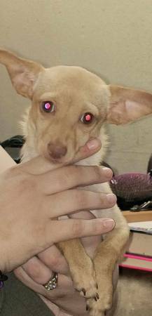 Chihuahua needs home63993568484226123