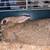 Rabbits 7 thumbnail