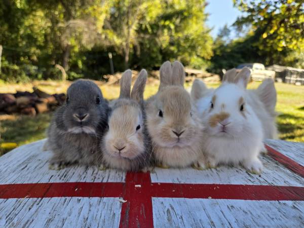 Bunny 1
