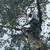 LARGE TREE REMOVAL & CLEANUP – FREE ESTIMATES – INSURED 16 thumbnail