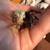 Button Quails 3 thumbnail